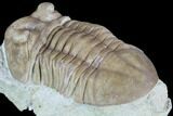 Asaphus (New Species) Trilobite - Russia #89061-3